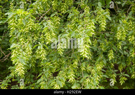 Hainbuche eine sommergrüne Laubbäume Baum native südlich des UK grün, geflügelten Früchte samaras Stockfoto