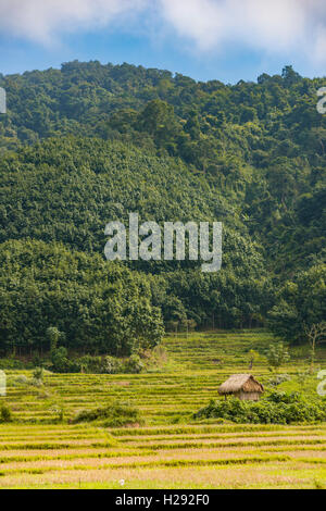 Reisfelder nach der Ernte, kleine Hütte, Luang Namtha, Luang Namtha Provinz, Laos Stockfoto