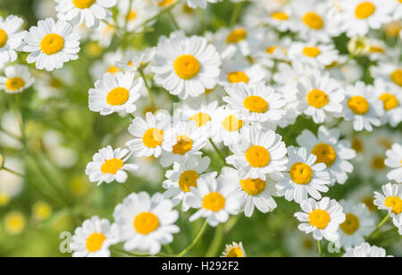 Mutterkraut, auch Bachelor- Tasten oder featherfew (Tanacetum parthenium) Blumen, Hessen, Deutschland Stockfoto