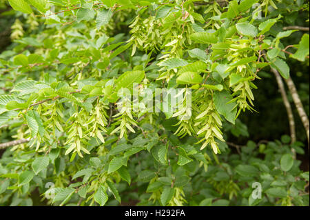 Hainbuche eine sommergrüne Laubbäume Baum native südlich des UK grün, geflügelten Früchte samaras Stockfoto