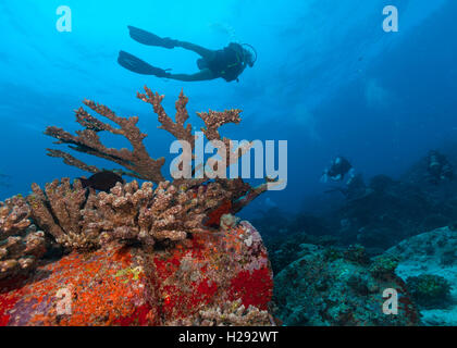 Gruppe von Tauchern Meeresboden zu erforschen. Unterwasser-Leben mit schönen Felsen und Korallen Stockfoto