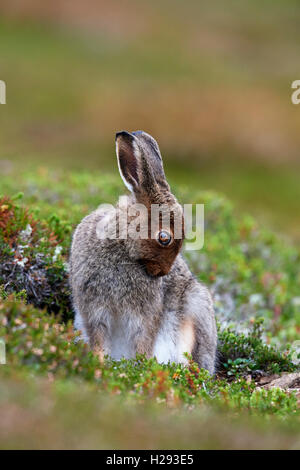 Schneehase (Lepus Timidus), Schottland, Vereinigtes Königreich Stockfoto