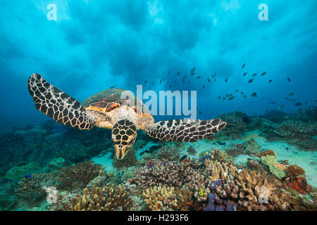Hawksbill Schildkröten fließt im Indischen Ozean Stockfoto
