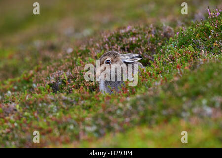 Schneehase (Lepus Timidus), Schottland, Vereinigtes Königreich Stockfoto