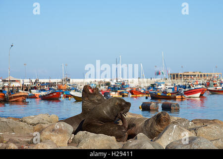 Südamerikanische Seelöwen in Iquique Stockfoto