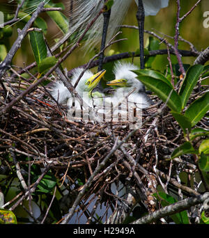 Geschwister weiße Reiher eine Woche alt aussehen über dem Teich Apple Nest aus Zweigen mit dem Bewusstsein eines Elternteils stehen. Stockfoto