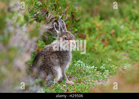 Schneehase (Lepus Timidus), Schottland, Vereinigtes Königreich Stockfoto