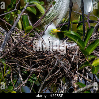 Eine Woche alte Zweige Silberreiher Küken aus der Sicherheit seiner gewebten Nest über seine neue Welt sieht mit Mama stehen in der Nähe. Stockfoto