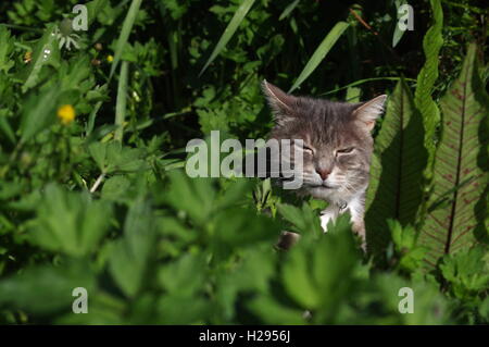 Tabby Katze im Garten Stockfoto