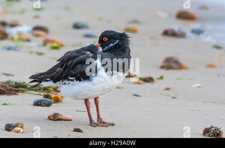 Eurasischen Austernfischer (Haematopus ostralegus) Vogel, stehend auf einem Strand in West Sussex, England, UK. Stockfoto