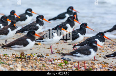 Austernfischer (Haematopus ostralegus). Herde von austernfischer Vögel stehen auf einem Strand am Meer alle auf die gleiche Weise, in West Sussex, UK. Stockfoto