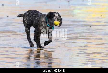 Schwarze Zeiger Mix Hund an einem Strand mit einem Ball spielt. Stockfoto