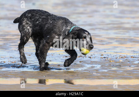 Schwarze Zeiger Mix Hund an einem Strand mit einem Ball spielt. Stockfoto