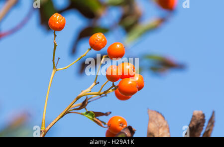 Rote Beeren aus einer Eberesche (Sorbus aucuparia oder Mountain Ash tree) im frühen Herbst in Großbritannien. Stockfoto