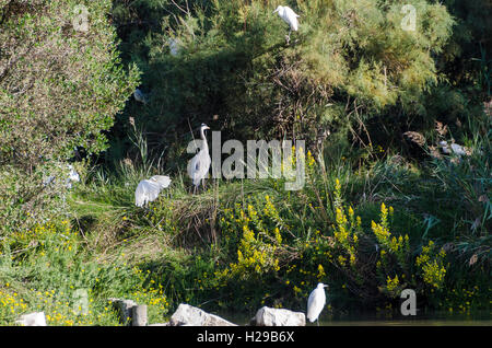 PONT DE GAU, CAMARGUE, CANARDS BDR FRANKREICH 13 Stockfoto