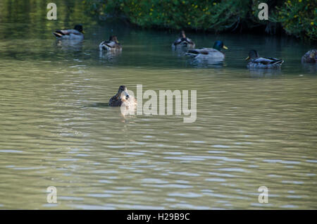 Enten, Pont de Gau, Camargue, Frankreich Stockfoto