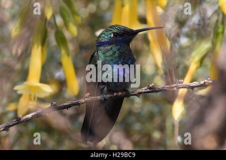 Colibri, Kolibri, Fauna, Flora, Dschungel, Regen Wald, Manu, Peru Stockfoto