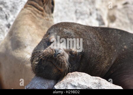 Männlichen Seelöwen auf den Ballestas Inseln in Paracas, Peru Stockfoto