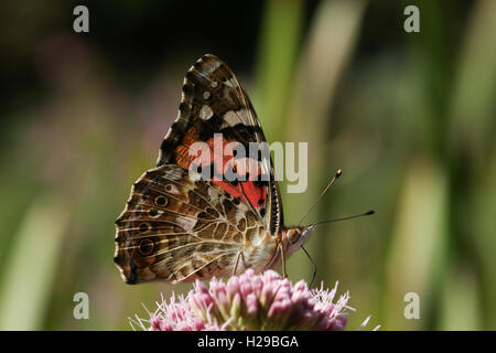 Distelfalter Schmetterling (Vanessa Cardui) Fütterung von einer Blume. Stockfoto