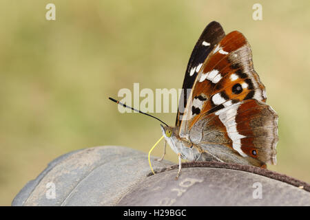 Lila Schmetterling Kaiser (Apatura Iris) Fütterung von den Mineralien auf einem Boot. Stockfoto