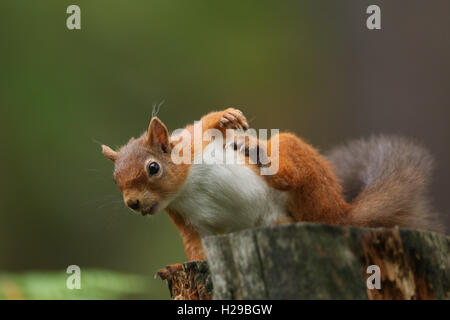 Eichhörnchen (Sciurus Vulgaris) Essen und mit einem Kratzer. Stockfoto