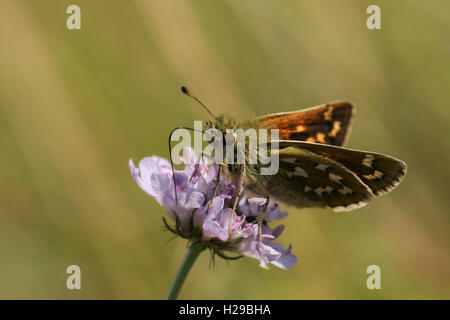 Silber getupft Skipper Butterfly (Hesperia Komma) Fütterung einer Witwenblume Blüte. Stockfoto