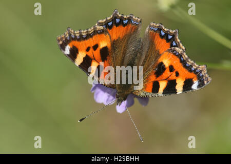 Kleiner Tortoishell Schmetterling (Aglais Urticae) Fütterung von einer Blume. Stockfoto