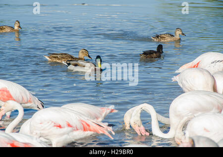 PONT DE GAU, CAMARGUE, FLAMANTS ROSES BDR FRANKREICH 13 Stockfoto