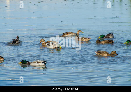 PONT DE GAU, CAMARGUE, CANARDS BDR FRANKREICH 13 Stockfoto