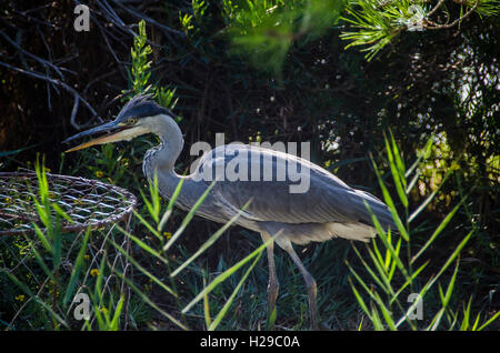 PONT DE GAU, CAMARGUE, HERON CENDRE, BDR FRANKREICH 13 Stockfoto