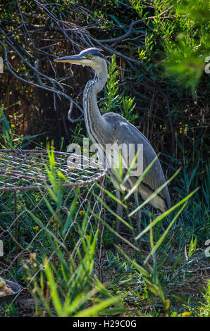 PONT DE GAU, CAMARGUE, HERON CENDRE, BDR FRANKREICH 13 Stockfoto