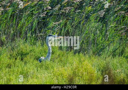 PONT DE GAU, CAMARGUE, HERON CENDRE, BDR FRANKREICH 13 Stockfoto