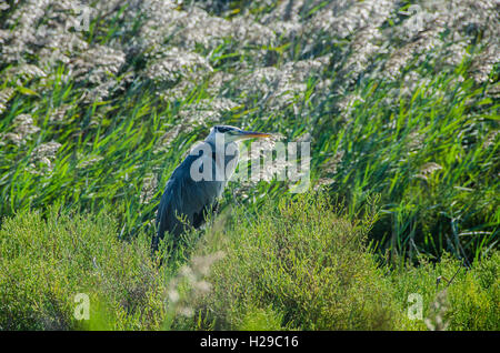 PONT DE GAU, CAMARGUE, HERON CENDRE, BDR FRANKREICH 13 Stockfoto