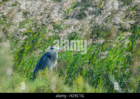 PONT DE GAU, CAMARGUE, HERON CENDRE, BDR FRANKREICH 13 Stockfoto