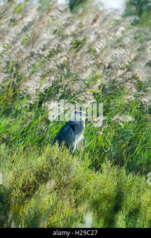 PONT DE GAU, CAMARGUE, HERON CENDRE, BDR FRANKREICH 13 Stockfoto