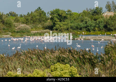 PONT DE GAU, CAMARGUE, FLAMANTS ROSES BDR FRANKREICH 13 Stockfoto