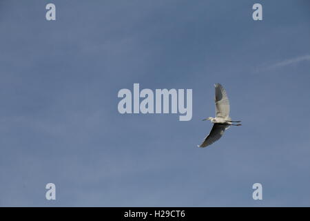 Kleine weiße Reiher im Flug vor blauem Himmel Stockfoto