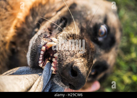 Hund Hunderasse Deutscher Schäferhund beißt die Hand des Menschen. Stockfoto