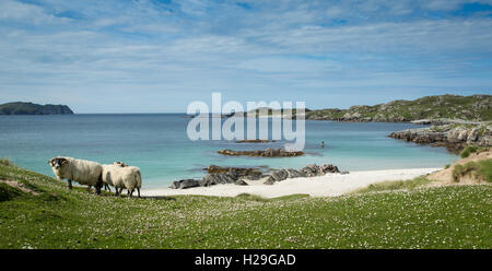 Schafe auf dem Machair am Bostadh Strand, Isle of Lewis, äußeren Hebriden, Schottland Stockfoto