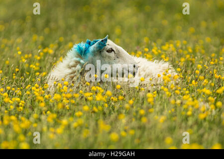 Ein Schaf mit seinen Kopf mit blauer Farbstoff liegt unter den ranunkeln des machair auf der Insel Harris auf den Äußeren Hebriden, Schottland gekennzeichnet. Stockfoto