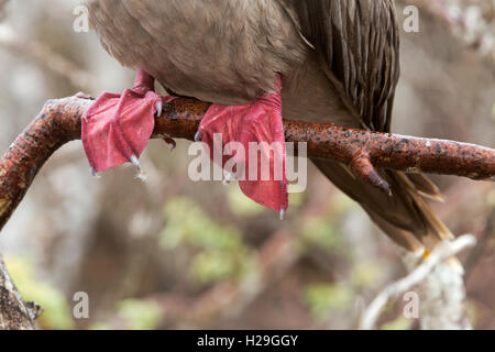 Red footed Booby genovesa Galapagos Ecuador in einem Baum Stockfoto