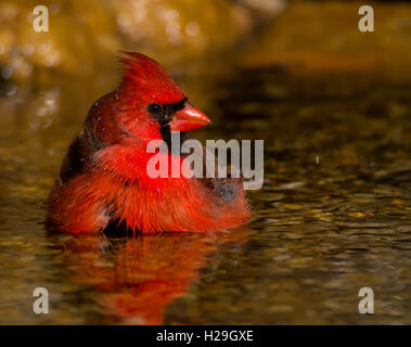 Männliche nördlichen Kardinal 'Baden Bliss' Top 100 Audubon Photography Awards Stockfoto