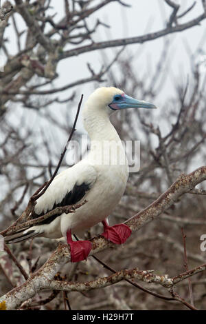 Red footed Booby genovesa Galapagos Ecuador in einem Baum Stockfoto