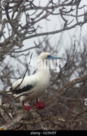 Red footed Booby genovesa Galapagos Ecuador in einem Baum Stockfoto