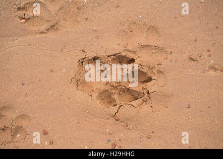 Hund-Bilanz am Sandstrand Stockfoto