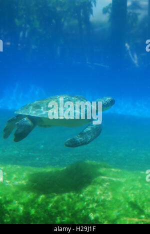 Meeresschildkröten gleiten unter Wasser. Stockfoto