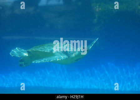 Erstaunliche Meeresschildkröte unter Wasser gleiten. Stockfoto