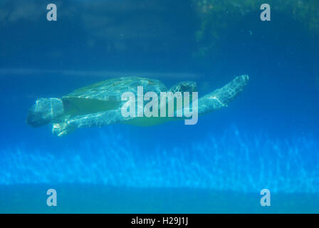 Meeresschildkröten Schwimmen unter Wasser in das tiefblaue Meer. Stockfoto