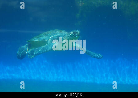 Erstaunliche Lederschildkröte unter Wasser schwimmen. Stockfoto