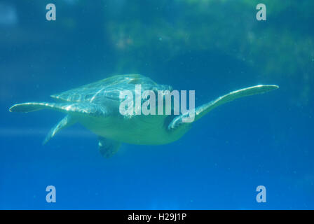 Meeresschildkröten gleiten unter Wasser in das tiefblaue Meer. Stockfoto